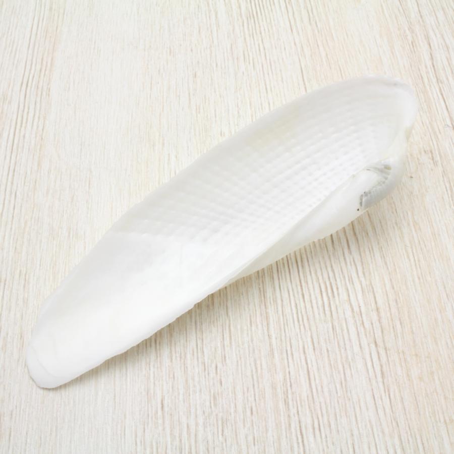 ペガサスノツバサガイ（ペガサスの翼貝）貝殻 約9〜12cm 1ペア