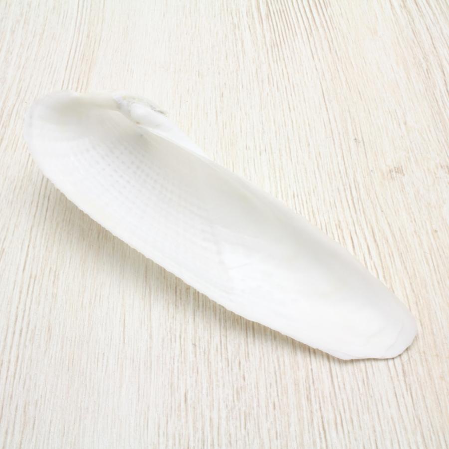 ペガサスノツバサガイ（ペガサスの翼貝）貝殻 約9〜12cm 1ペア