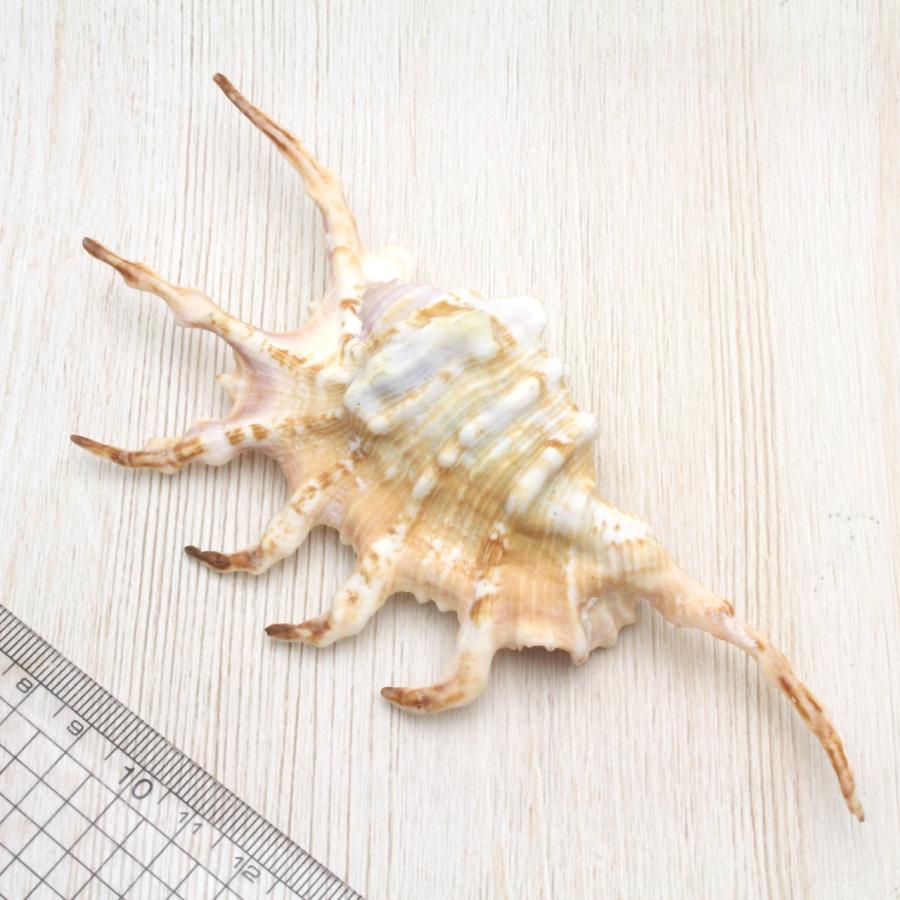 サソリガイ 貝殻 標本 約13〜16cm : 海洋工房 - 通販 - Yahoo!ショッピング