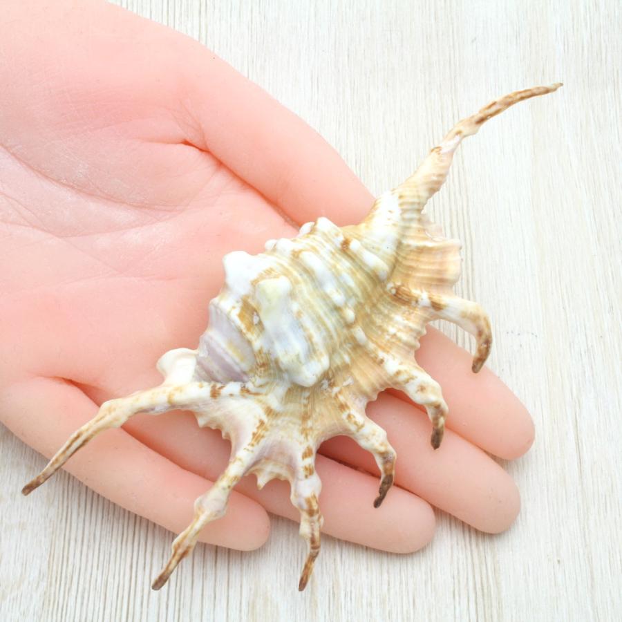 サソリガイ 貝殻 約13〜16cm 標本 インテリア 天然 コレクション 観賞