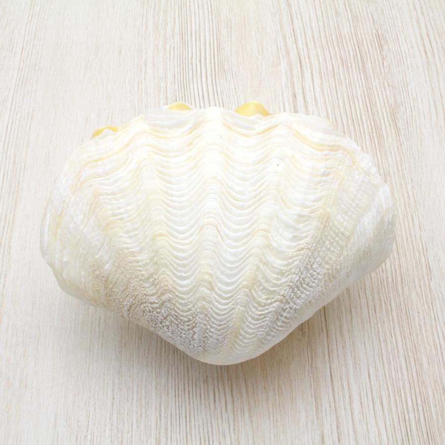 ヒメシャコガイ（両面）ホワイト 貝殻 インテリア 約9〜10cm : 海洋