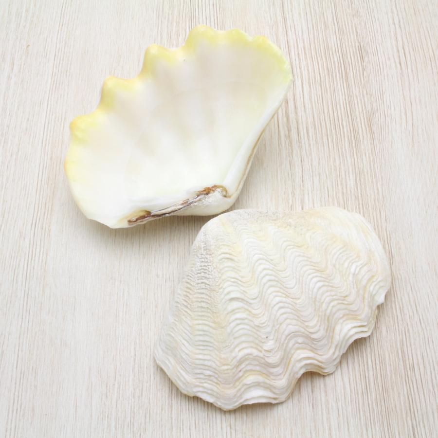 ヒメシャコガイ（両面）ホワイト 貝殻 インテリア 約9〜10cm : 海洋