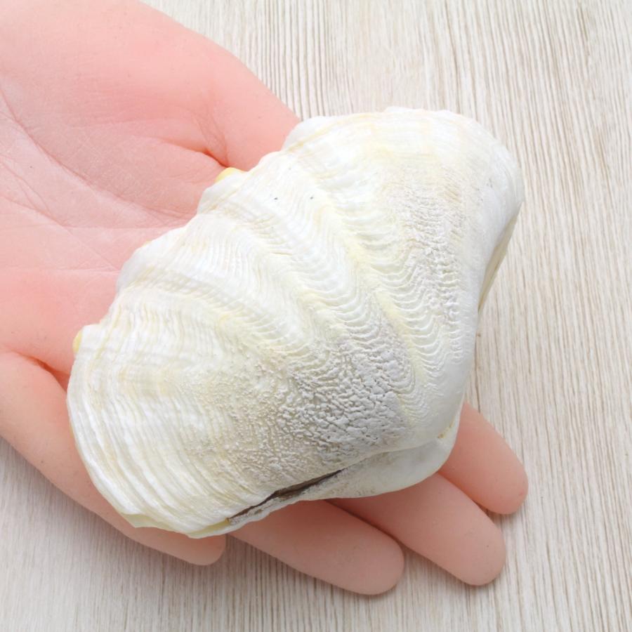 ヒメシャコガイ（両面）ホワイト Mサイズ 貝殻 約9〜10cm コレクション