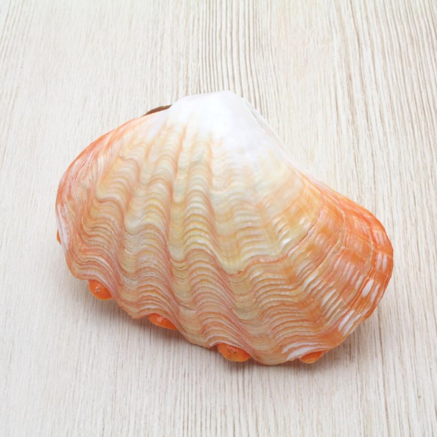 ヒメシャコガイ（両面）オレンジ 貝殻 約8〜10cm コレクション