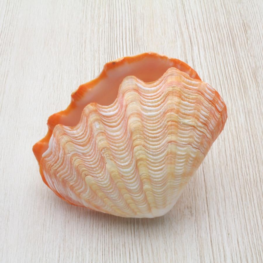 ヒメシャコガイ（両面）オレンジ 貝殻 約8〜10cm コレクション