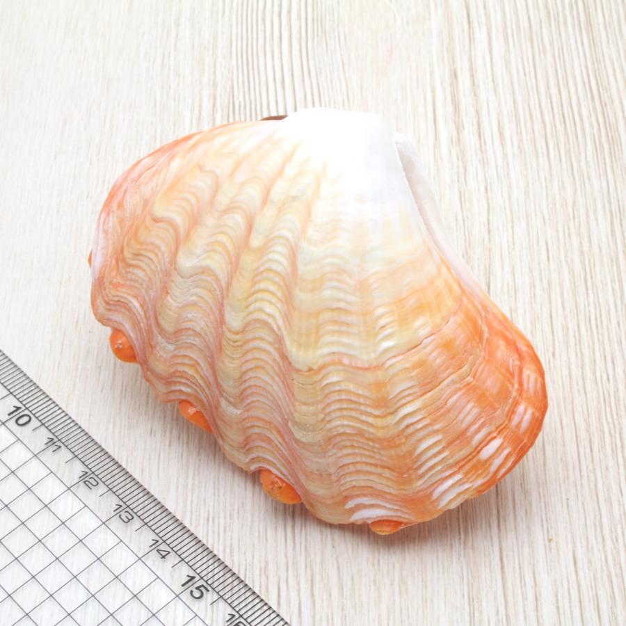 ヒメシャコガイ（両面）オレンジ 貝殻 約8〜10cm コレクション