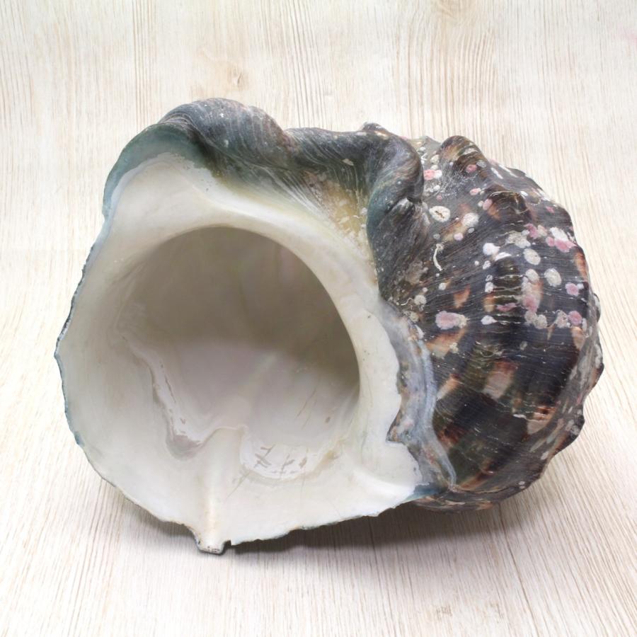 夜光貝 Mサイズ 貝殻 コレクション 約13〜14cm : 海洋工房 - 通販