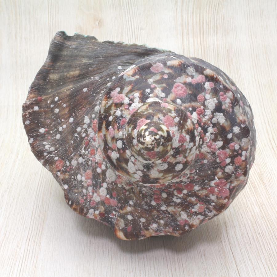 夜光貝 Mサイズ 貝殻 コレクション 約13〜14cm : 海洋工房 - 通販