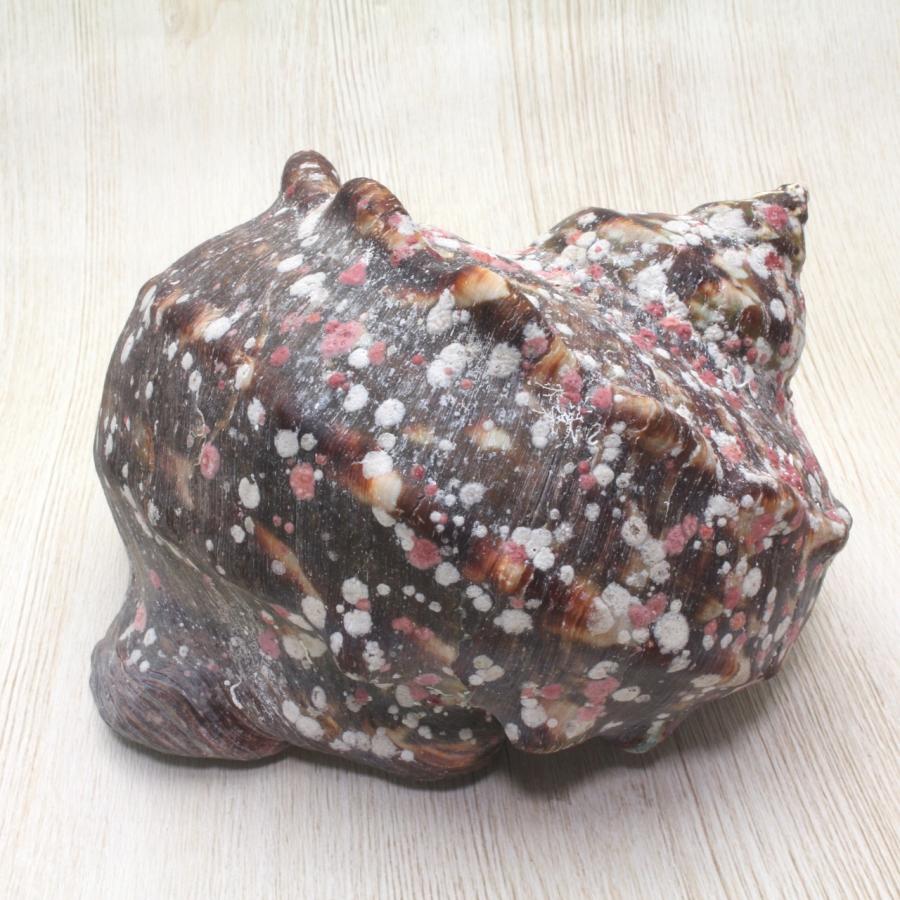 夜光貝M 貝殻 インテリア コレクション 約13〜14cm : 海洋工房 - 通販