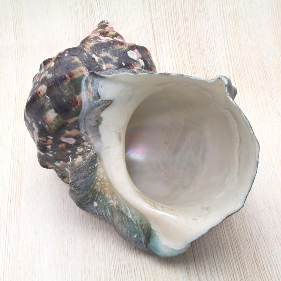 夜光貝 インテリア 夜光貝M 貝殻 インテリア コレクション 約13〜14cm : 海洋工房 - 通販