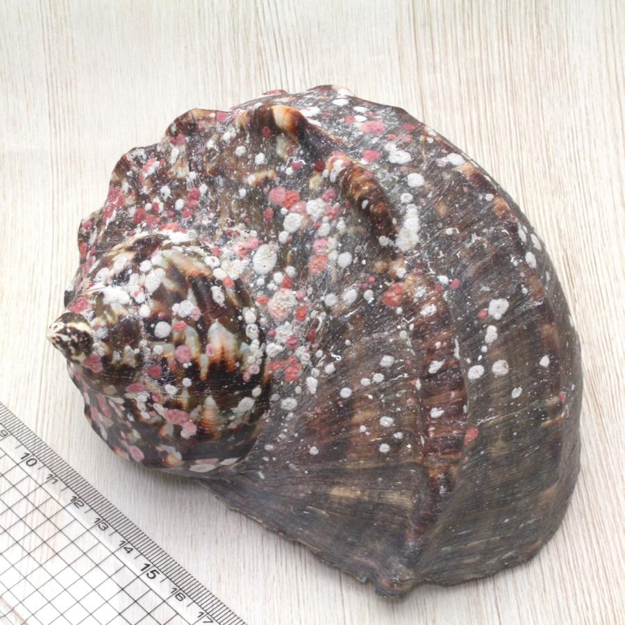 夜光貝M 貝殻 インテリア コレクション 約13〜14cm : 海洋工房 - 通販