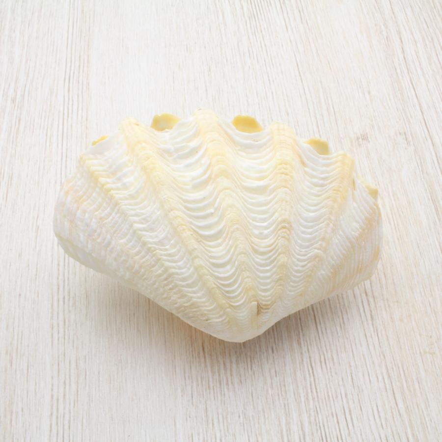 ヒメシャコガイ（両面）ホワイト Sサイズ 貝殻 約7〜8cm コレクション