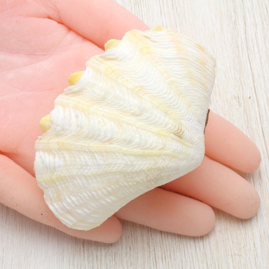 ヒメシャコガイ（両面）ホワイト Sサイズ 貝殻 約7〜8cm コレクション