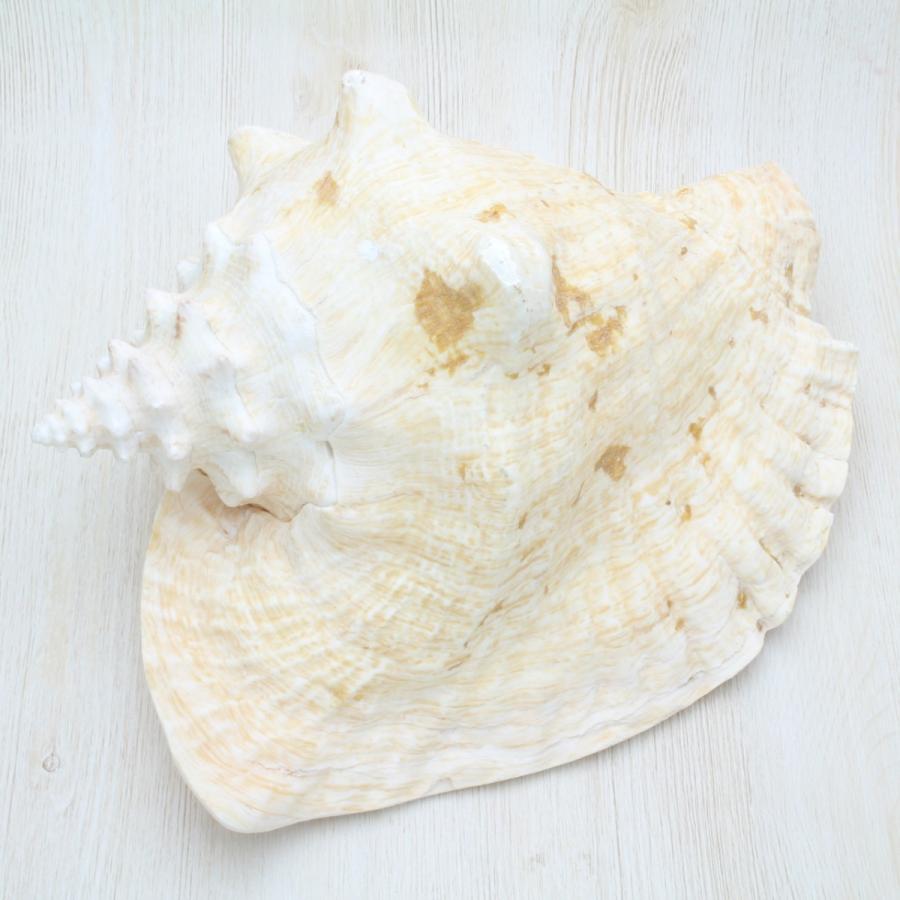 専用　特上　コンク貝　4個セット　ピンク貝殻　　28cm　置物　貝殻 専用 特上 コンク貝 4個セット ピンク貝殻 28cm 置物 貝殻 専用 特上