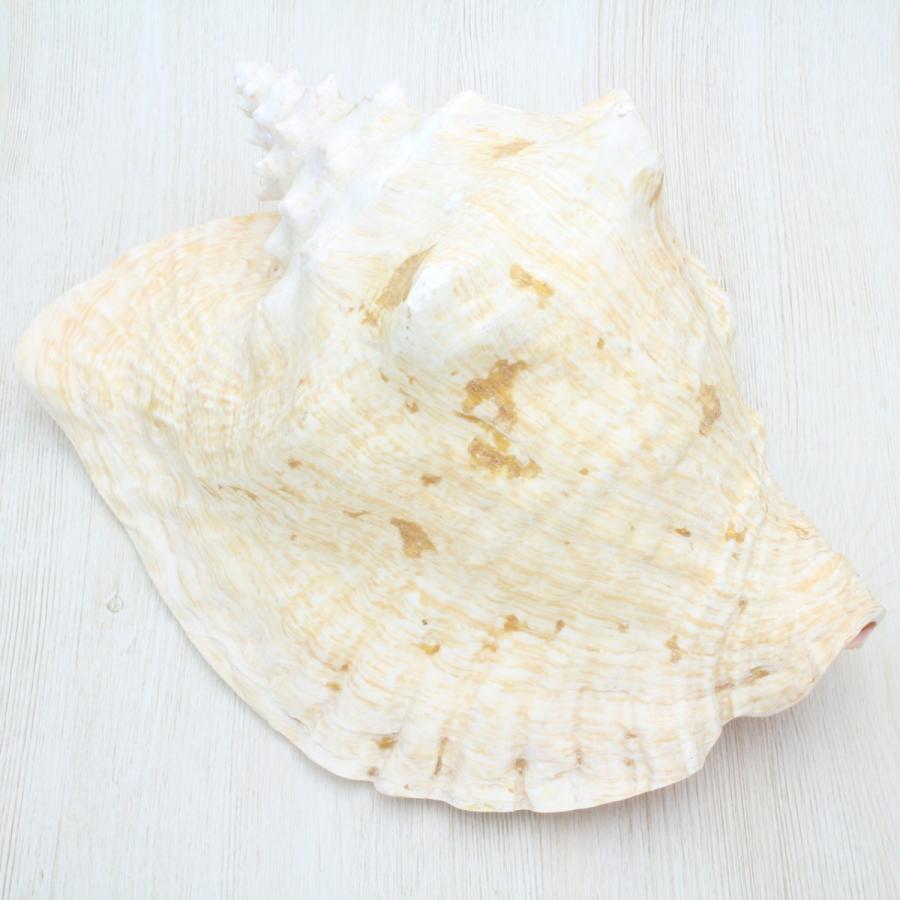 ピンクガイM(コンク貝) 貝殻 インテリア 約21〜25cm : 海洋 ピンクガイM(コンク貝) 貝殻 インテリア 約21〜25cm : 海洋