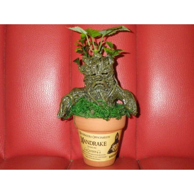 お得 カイゾクソウコ マンドレイク 47号 人形 フィギュア モンスター マンドラゴラ ハロウィン ハリーポッター 置物 アート 植物 人面樹 Uma ビンテージおもちゃ Www Parquecaucaia Org Br