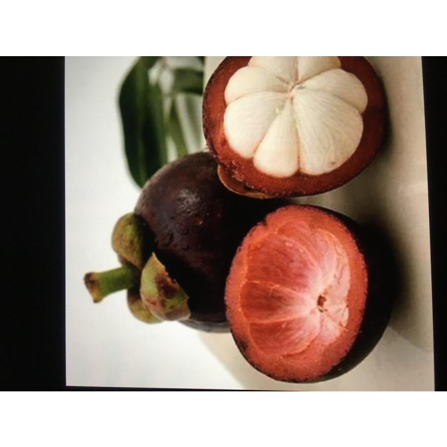 捨てるのもったいない マンゴスチン 果皮 白い果肉を守る厚い果皮には キサントン類 カテキン類など様々なポリフェノール 激安 プロシアニジン類