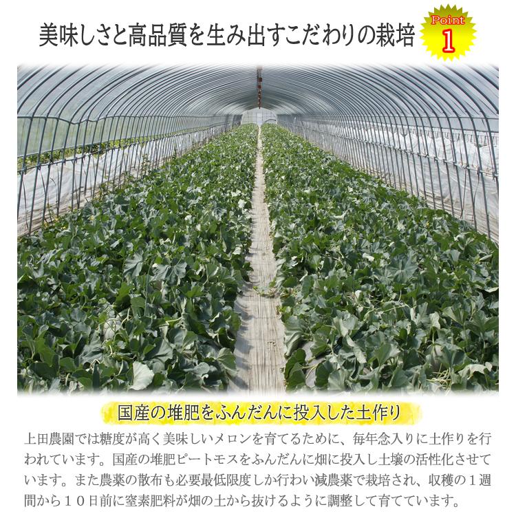 熊本県産 赤肉メロン 恋人 夕張メロンに勝るとも劣らない美味しさと品質のメロン  ギフト　　出荷予定：6月中旬〜｜kajitsuan-y｜05