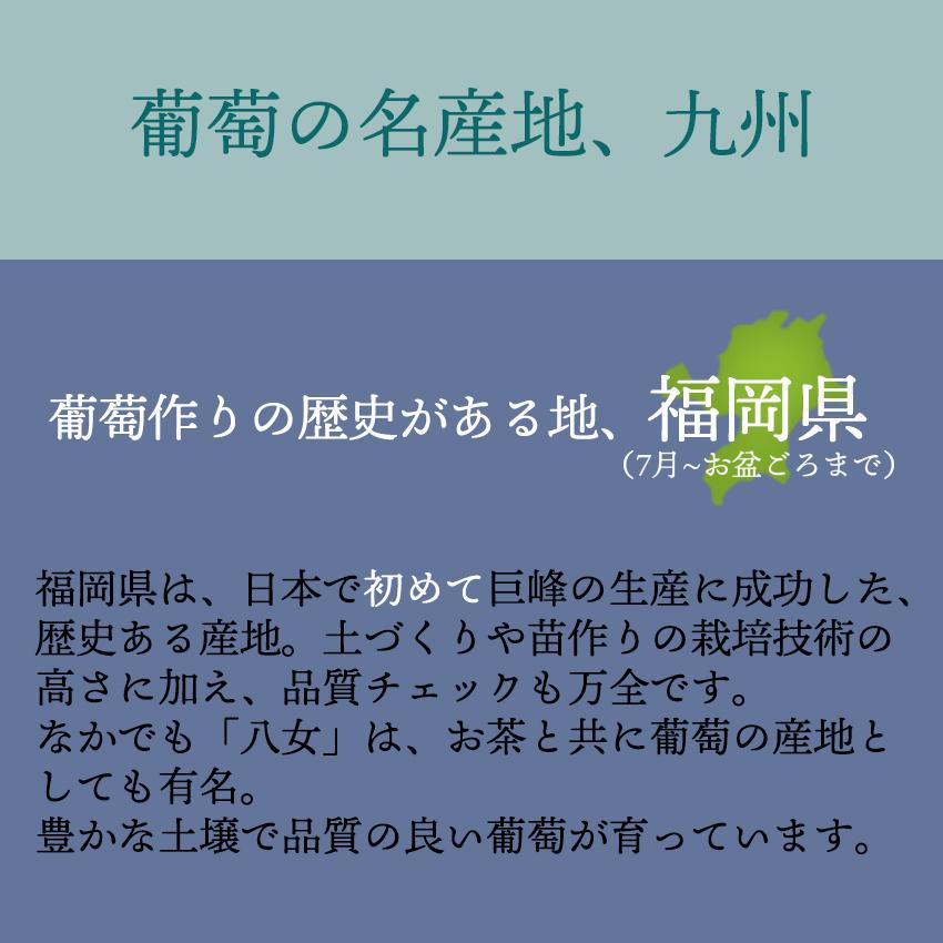 九州産 葡萄・シャインマスカット 2房 ギフト 御中元 御祝 贈り物 ぶどう 葡萄 ブドウ　敬老の日ギフト 予約商品_2