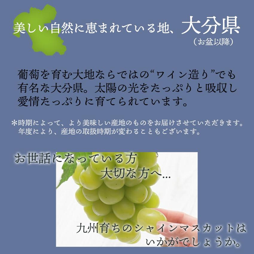 九州産 葡萄・シャインマスカット 2房 ギフト 御中元 御祝 贈り物 ぶどう 葡萄 ブドウ　敬老の日ギフト 予約商品_3