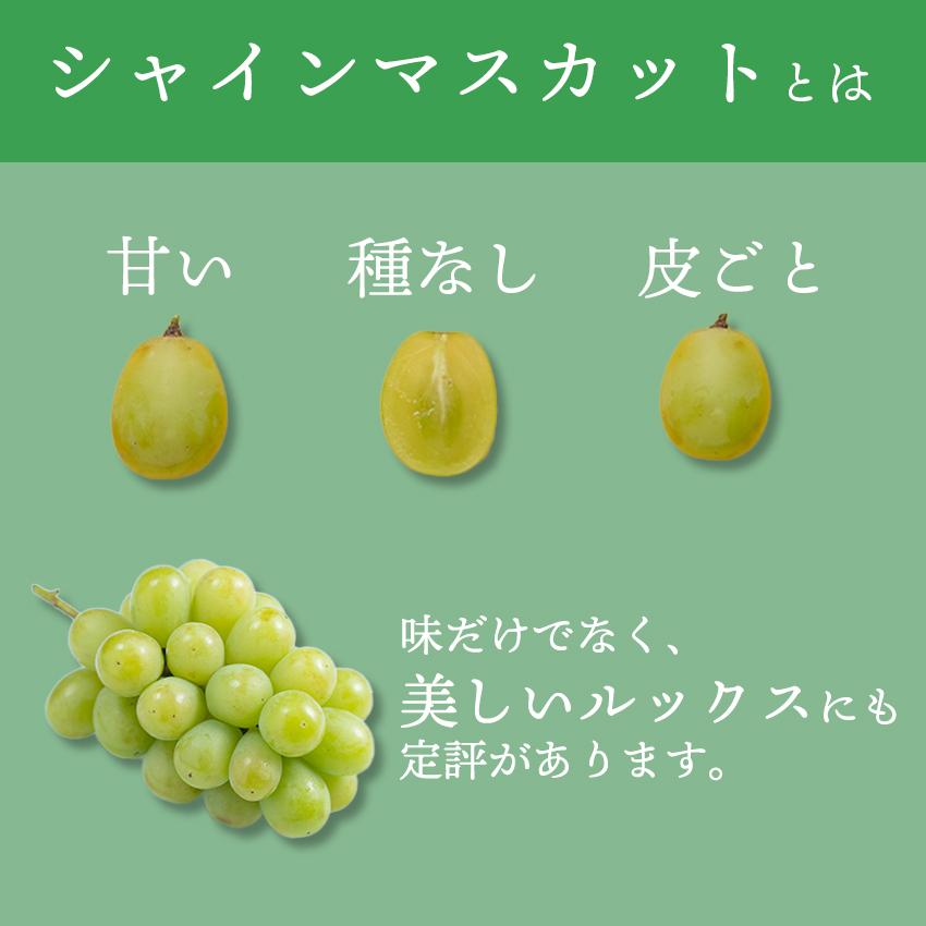 九州産 葡萄・シャインマスカット 2房 ギフト 御中元 御祝 贈り物 ぶどう 葡萄 ブドウ　敬老の日ギフト 予約商品_4