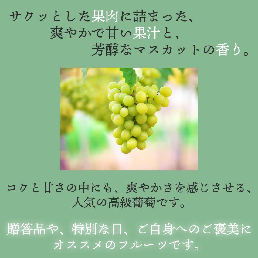 九州産 葡萄・シャインマスカット 2房 ギフト 御中元 御祝 贈り物 ぶどう 葡萄 ブドウ　敬老の日ギフト 予約商品_5
