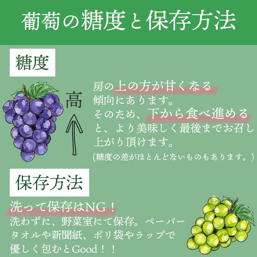 九州産 葡萄・シャインマスカット 2房 ギフト 御中元 御祝 贈り物 ぶどう 葡萄 ブドウ　敬老の日ギフト 予約商品_6