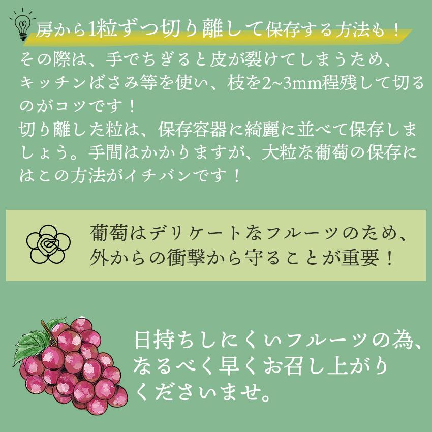 九州産 葡萄・シャインマスカット 2房 ギフト 御中元 御祝 贈り物 ぶどう 葡萄 ブドウ　敬老の日ギフト 予約商品_7
