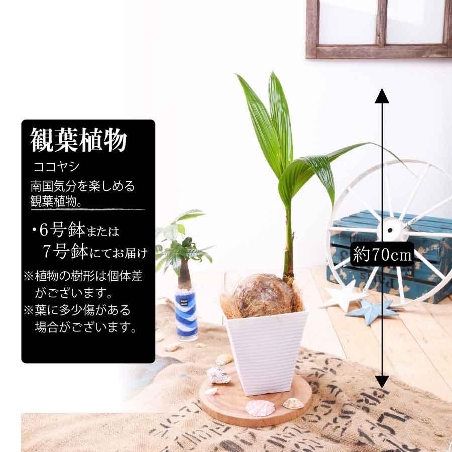 吉本花城園 観葉植物 おしゃれ ヤシの木 ココヤシ 鉢植え 受皿付