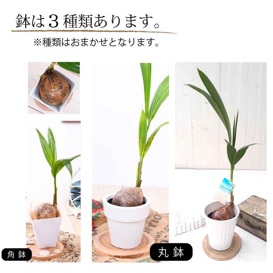 吉本花城園 観葉植物 おしゃれ ヤシの木 ココヤシ 鉢植え 受皿付