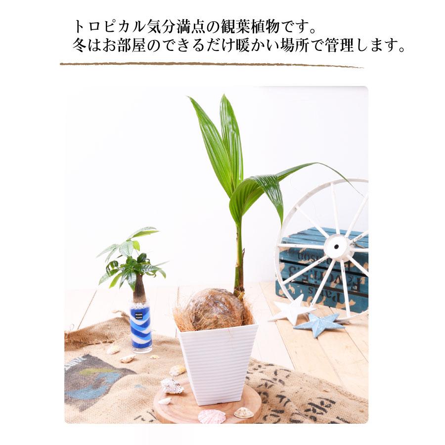 吉本花城園 観葉植物 おしゃれ ヤシの木 ココヤシ 鉢植え 受皿付