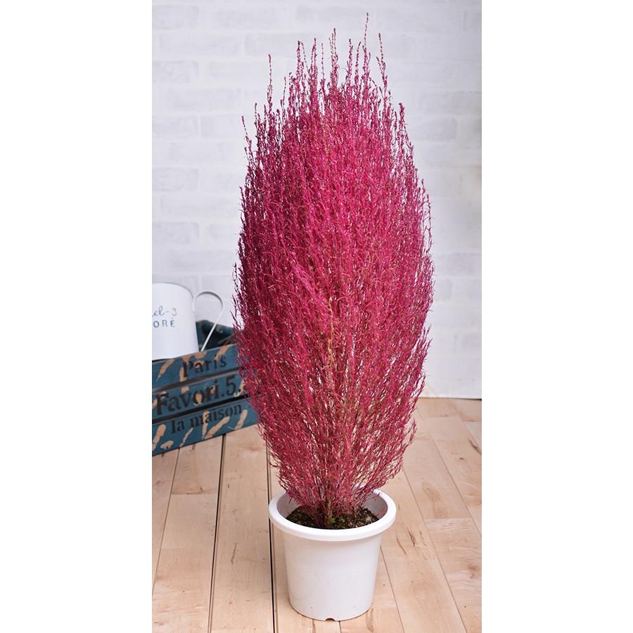 他商品との同梱不可 コキア ホウキソウ 鉢植え 6号鉢 08nae08 040 Fleurtown吉本花城園 通販 Yahoo ショッピング