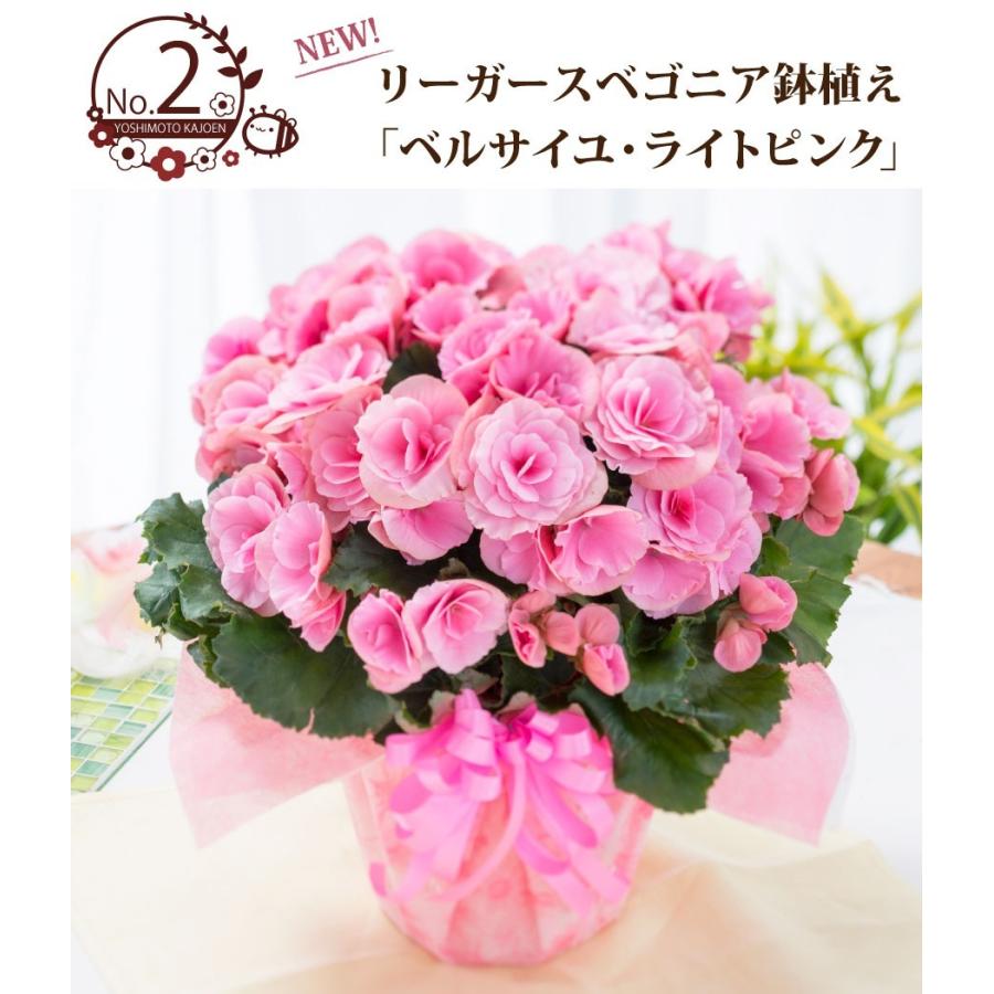 母の日 プレゼント 花 ギフト 鉢植え リーガースベゴニア 花色選べる 特典付き 22年 09keirou01 Fleurtown吉本花城園 通販 Yahoo ショッピング