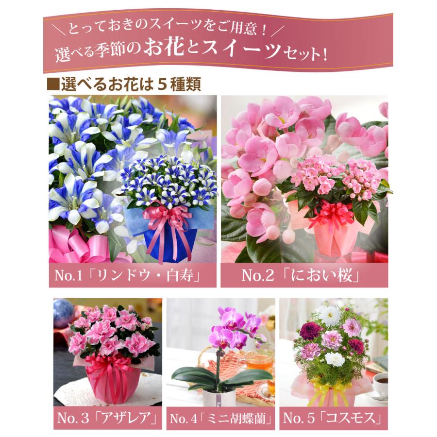 吉本花城園 遅れてゴメンね 敬老の日 ギフト 花と銀座千疋屋のスイーツ