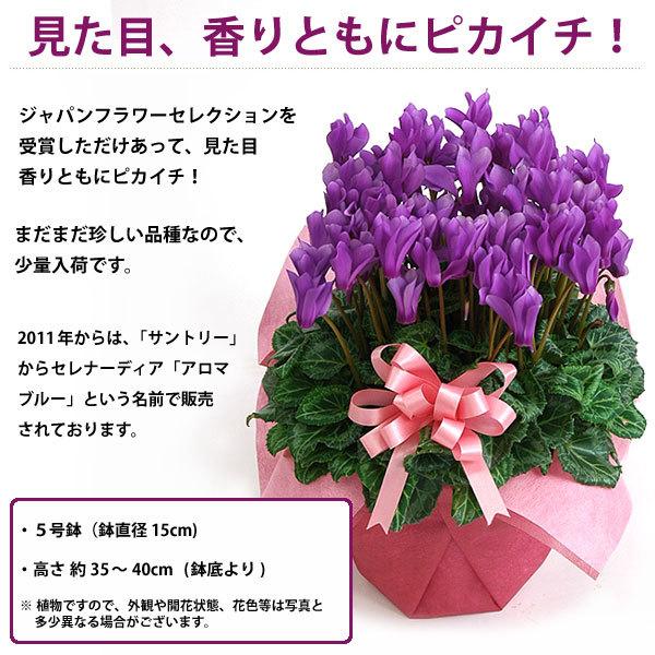 吉本花城園 シクラメン 香り 5号 鉢植え 花 ギフト アメジストブルー