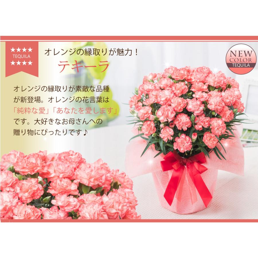 母の日 カーネーション 2024 プレゼント 花 鉢植え お菓子 スイーツ 選べる花色と選べる特典｜kajoen｜29