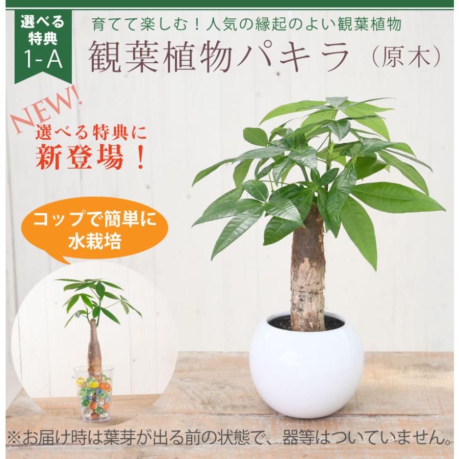 まだ間に合う 地域限定 母の日 カーネーション 2024 プレゼント 花 鉢植え お菓子 スイーツ 選べる花色と選べる特典｜kajoen｜16