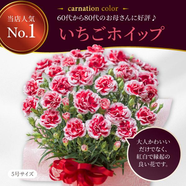 吉本花城園 母の日 プレゼント 2026 花 カーネーション いちごホイップ