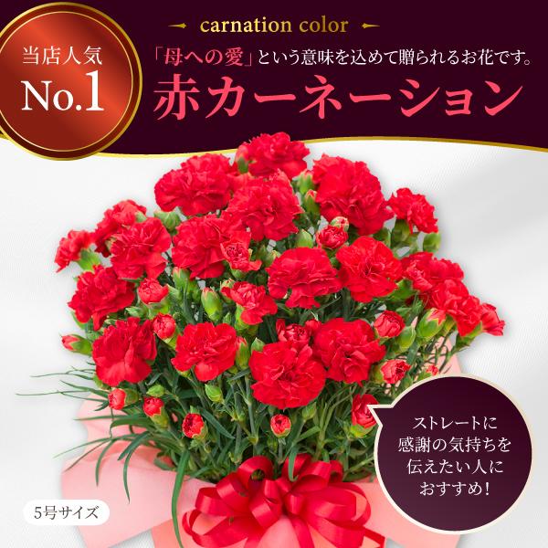 吉本花城園 ボーナスストア+5％ 遅れてゴネンね 母の日 ギフト 花