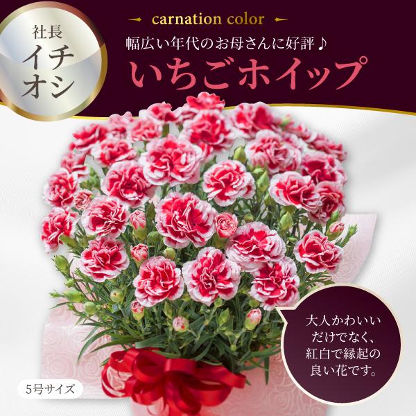 吉本花城園 ボーナスストア+5％ 遅れてゴネンね 母の日 ギフト 花