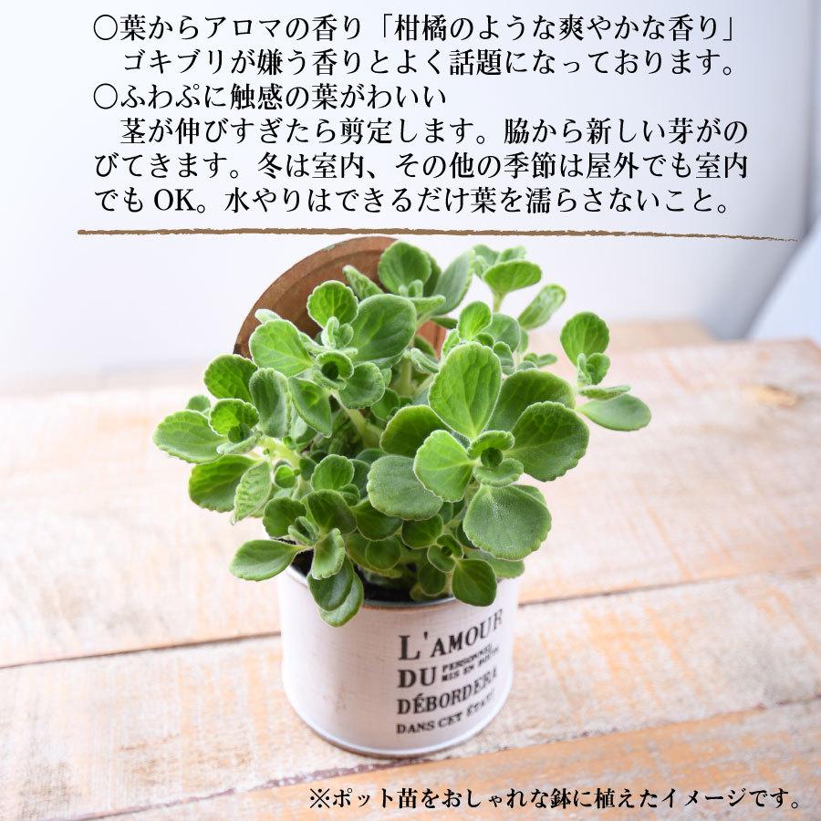 吉本花城園 生きてる芳香剤 アロマティカス 3号ポット 苗 : FleurTown