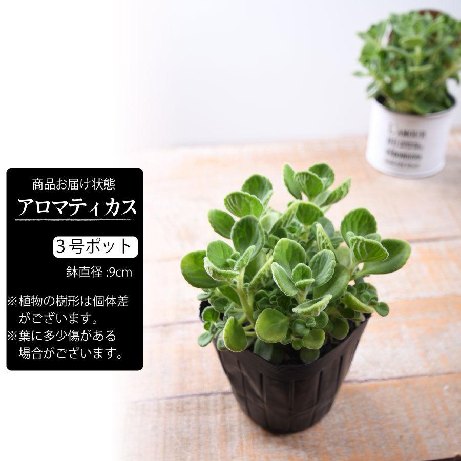 吉本花城園 生きてる芳香剤 アロマティカス 3号ポット 苗 : FleurTown