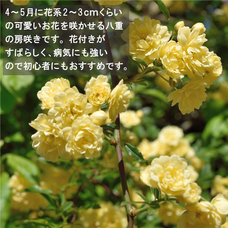 吉本花城園 爆買 モッコウバラ 八重咲き 黄色 白 3.5号 ポット 苗 トゲ