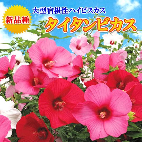 吉本花城園 【お買い得】来年用 開花見込み株（越冬OK） 大輪