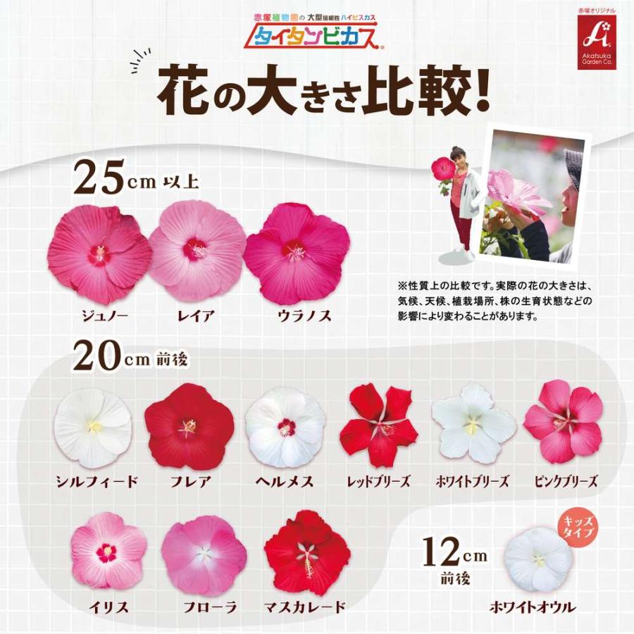 吉本花城園 爆買 大輪ハイビスカス タイタンビカス 苗 3.5号ロング