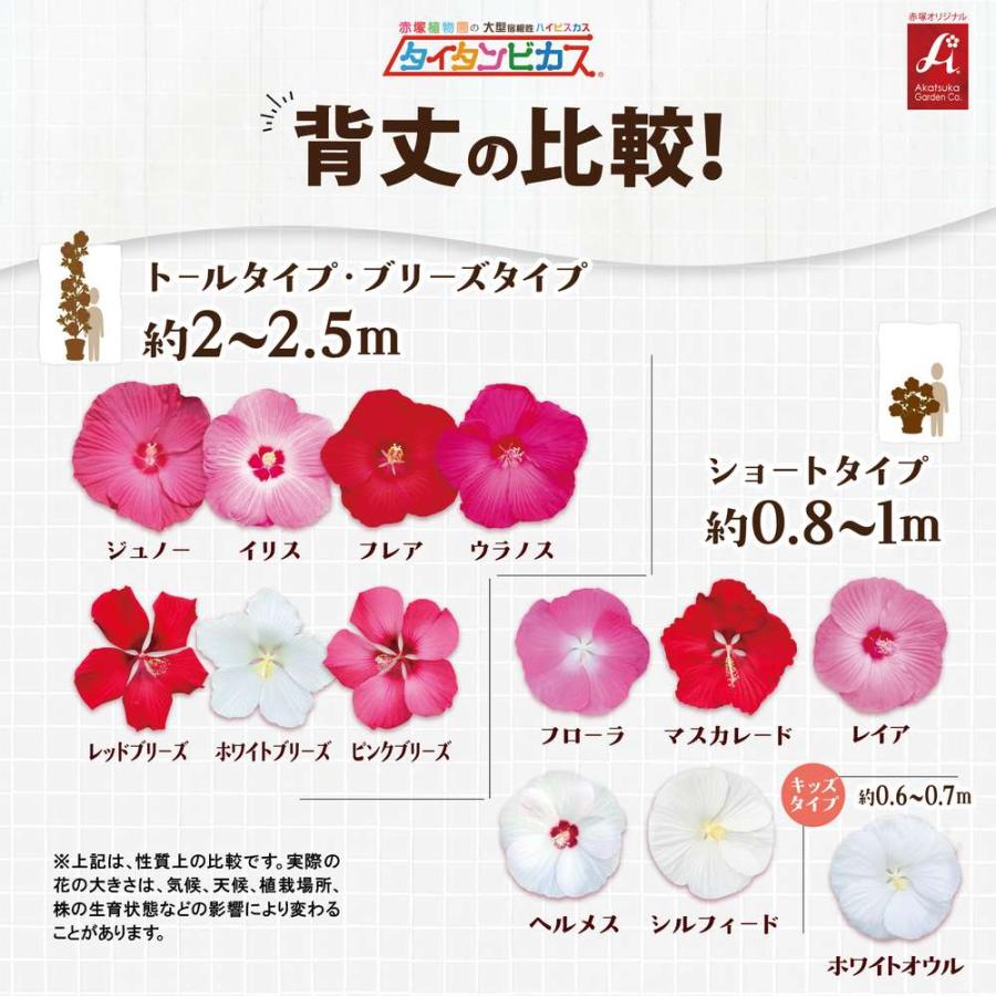 吉本花城園 大輪ハイビスカス タイタンビカス 苗 3.5号ロングポット