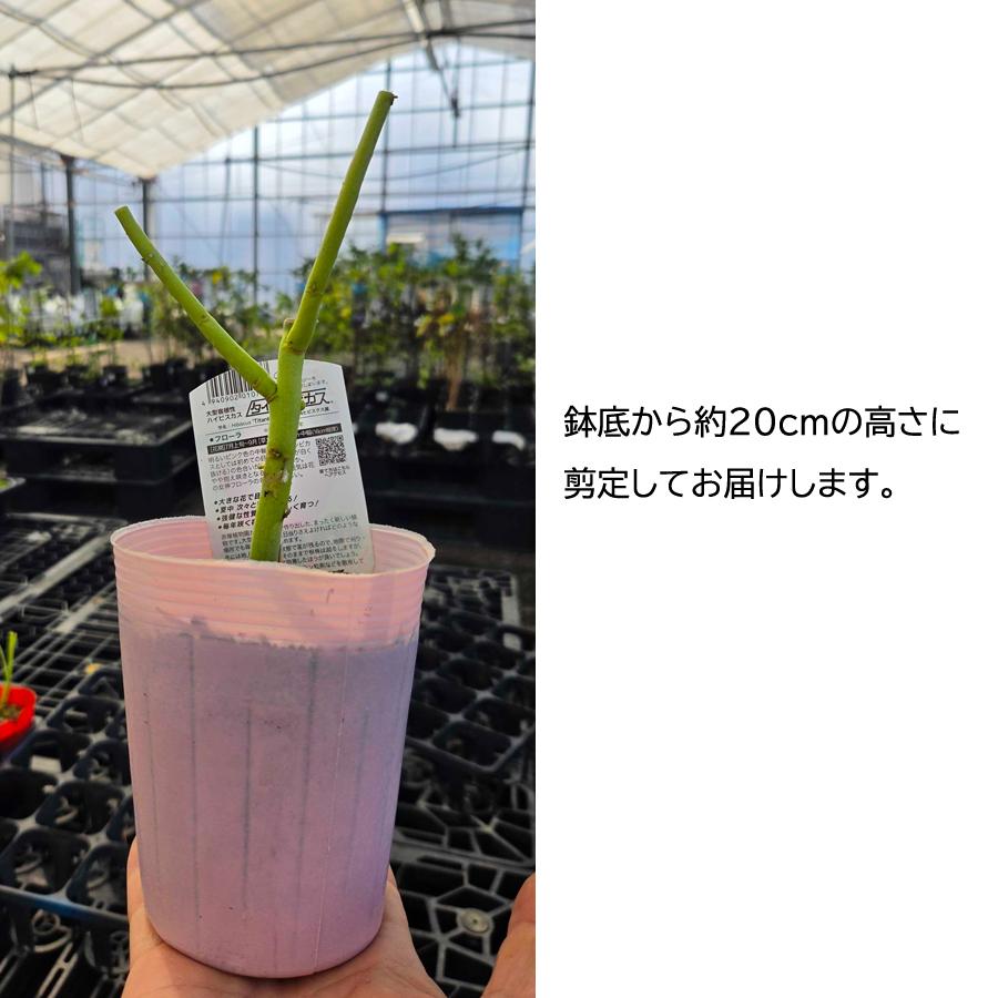 吉本花城園 【お買い得】来年用 開花見込み株（越冬OK） 大輪