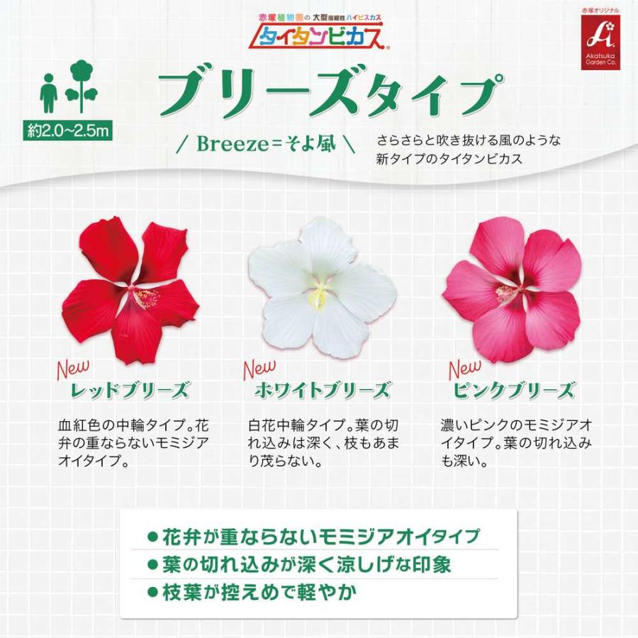 吉本花城園 爆買 大輪ハイビスカス タイタンビカス 苗 3.5号ロング