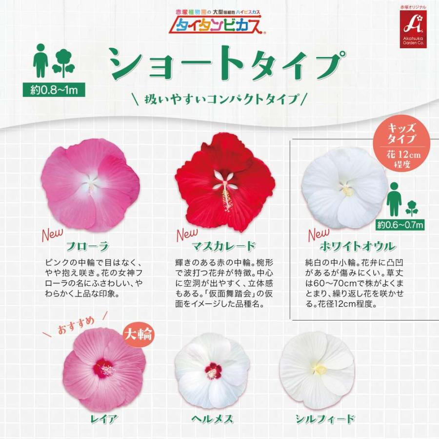 吉本花城園 爆買 大輪ハイビスカス タイタンビカス 苗 3.5号ロング