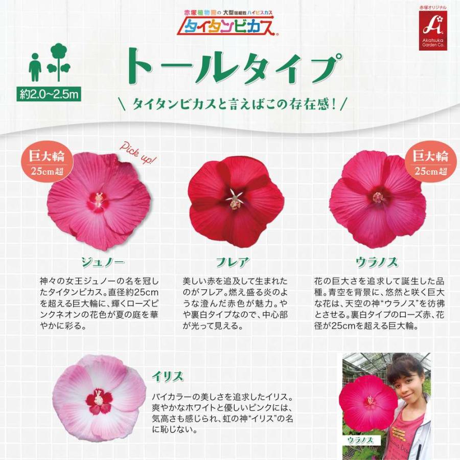 吉本花城園 大輪ハイビスカス タイタンビカス 苗 3.5号ロングポット